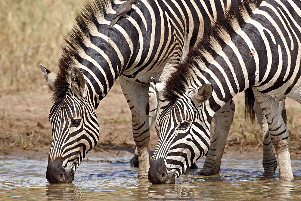 Two Chapman's zebra (Plains Zebra) (Equus burchelli antiquorum) drinking, Kruger National Park, South Africa, Africa