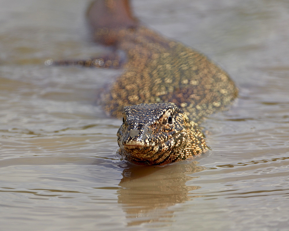 Water monitor (Varanus niloticus), Kruger National Park, South Africa, Africa