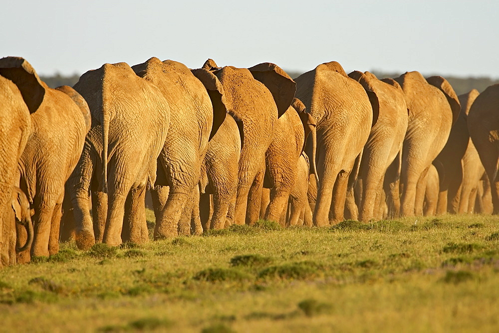 Line of African elephants (Loxodonta africana), Addo Elephant National Park, South Africa, Africa