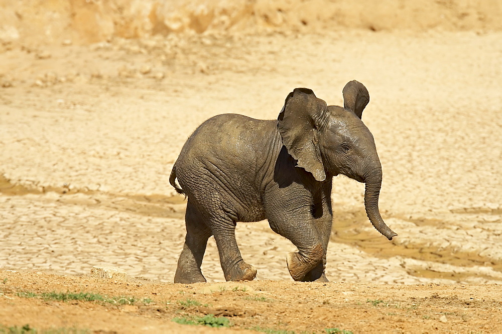 Baby African elephant (Loxodonta africana) running, Addo Elephant National Park, South Africa, Africa