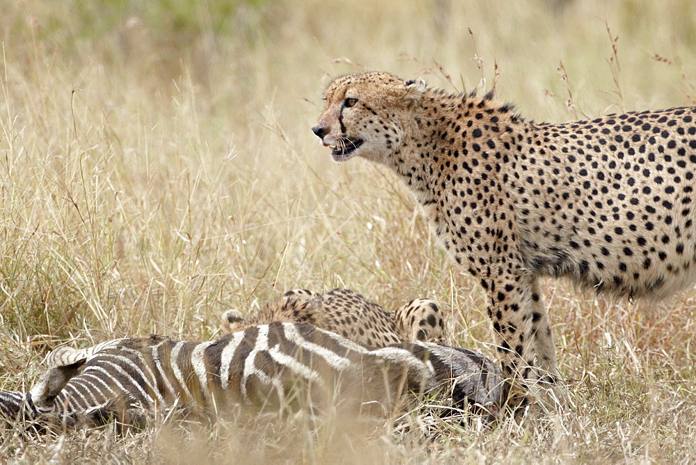 Two cheetah (Acinonyx jubatus) at a zebra kill, Kruger National Park, South Africa, Africa