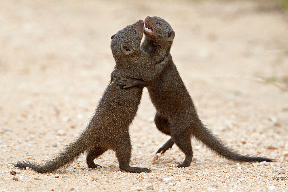 Two dwarf mongoose (Helogale parvula) sparring, Kruger National Park, South Africa, Africa