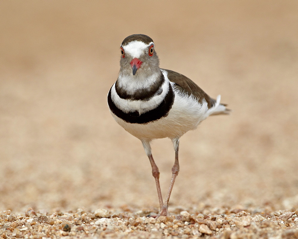 Three-banded plover (Charadrius tricollaris), Kruger National Park, South Africa, Africa