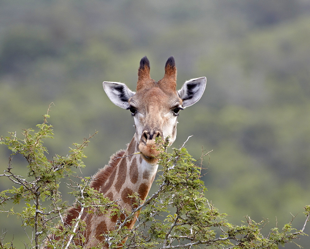 Cape giraffe (Giraffa camelopardalis giraffa), Hluhluwe Game Reserve, South Africa, Africa