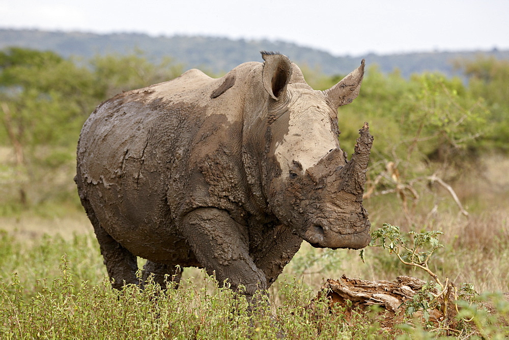 White rhinoceros (Ceratotherium simum) covered with mud, Imfolozi Game Reserve, South Africa, Africa