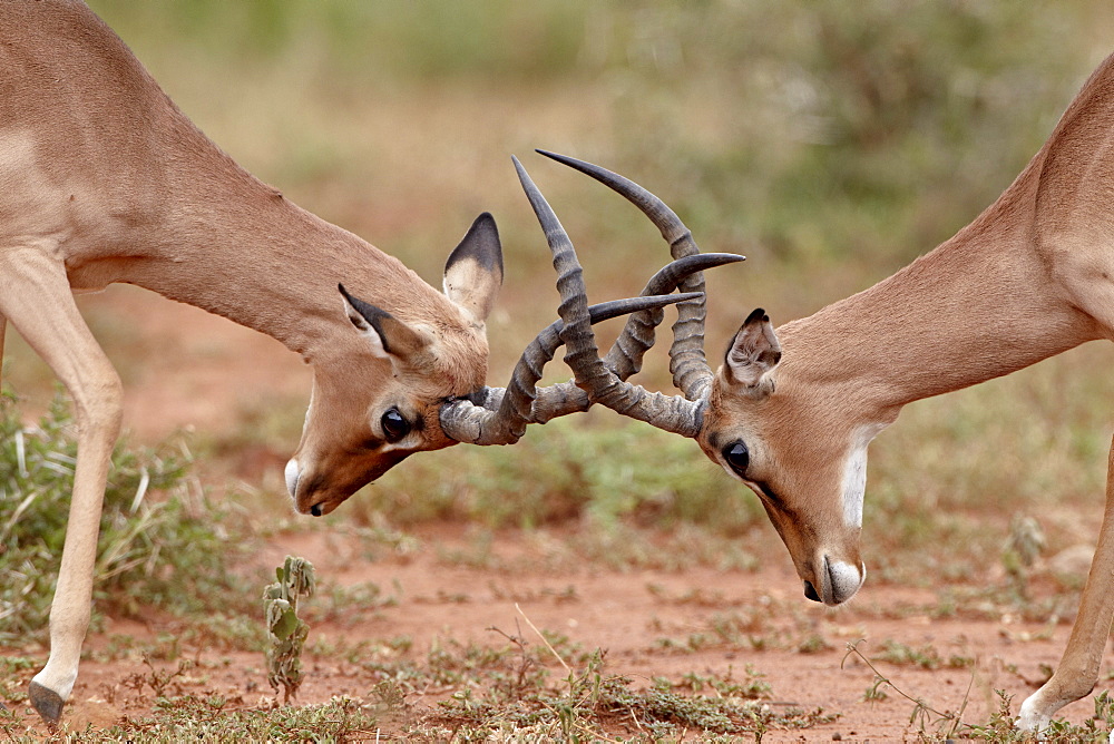 Two impala (Aepyceros melampus) bucks sparring, Imfolozi Game Reserve, South Africa, Africa