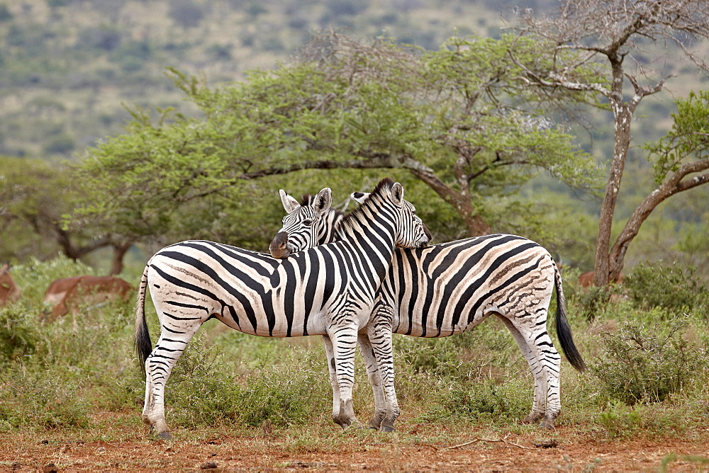 Two Chapman's zebra (plains zebra) (Equus burchelli antiquorum), Imfolozi Game Reserve, South Africa, Africa