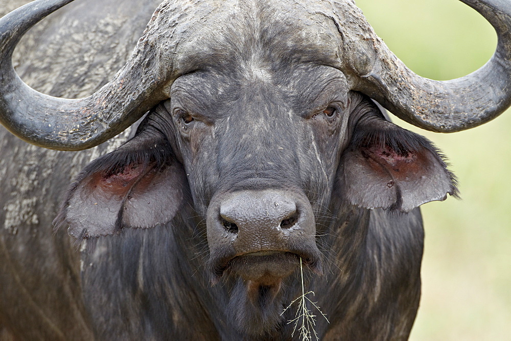 Cape buffalo (African buffalo) (Syncerus caffer) bull, Imfolozi Game Reserve, South Africa, Africa