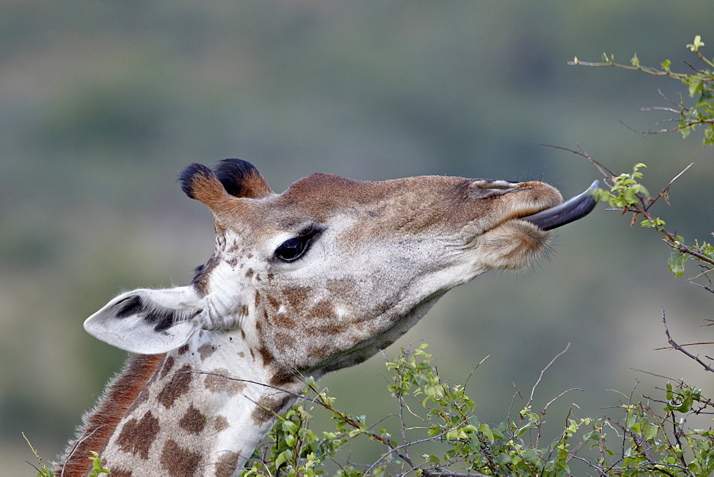 Cape giraffe (Giraffa camelopardalis giraffa) feeding, Imfolozi Game Reserve, South Africa, Africa