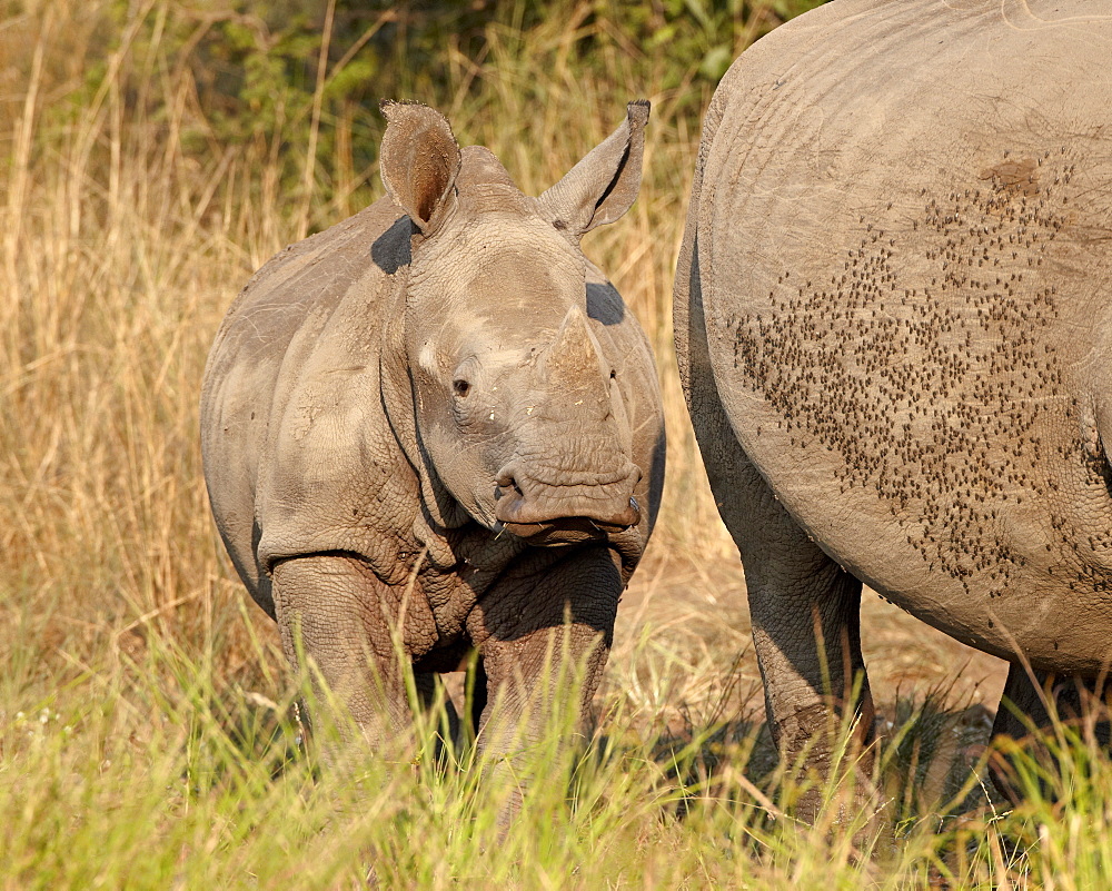 Baby white rhinoceros (Ceratotherium simum), Hluhluwe Game Reserve, South Africa, Africa