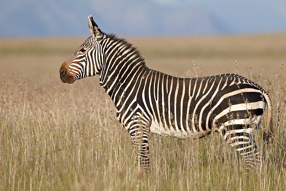 Cape mountain zebra (Equus zebra zebra), Mountain Zebra National Park, South Africa, Africa