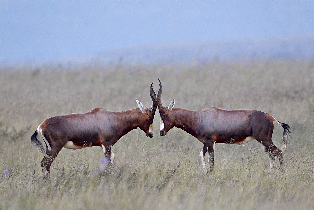 Two blesbok (Damaliscus pygargus phillipsi) facing off, Mountain Zebra National Park, South Africa, Africa