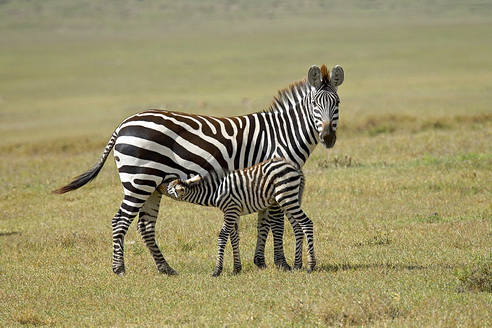 Grant's zebra (Plains Zebra) (Common Zebra) (Equus quagga boehmi) nursing, Ngorongoro Crater, Tanzania, East Africa, Africa