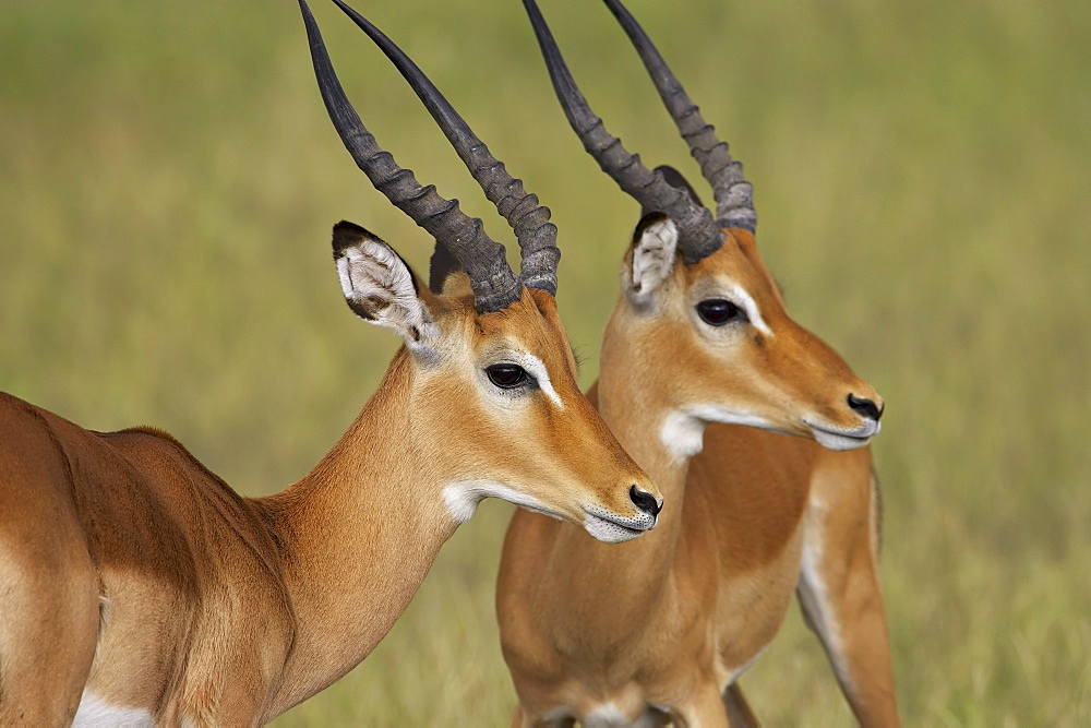 Two male impala (Aepyceros melampus) with bodies facing each other, but with their heads in profile, Serengeti National Park, Tanzania, East Africa, Africa