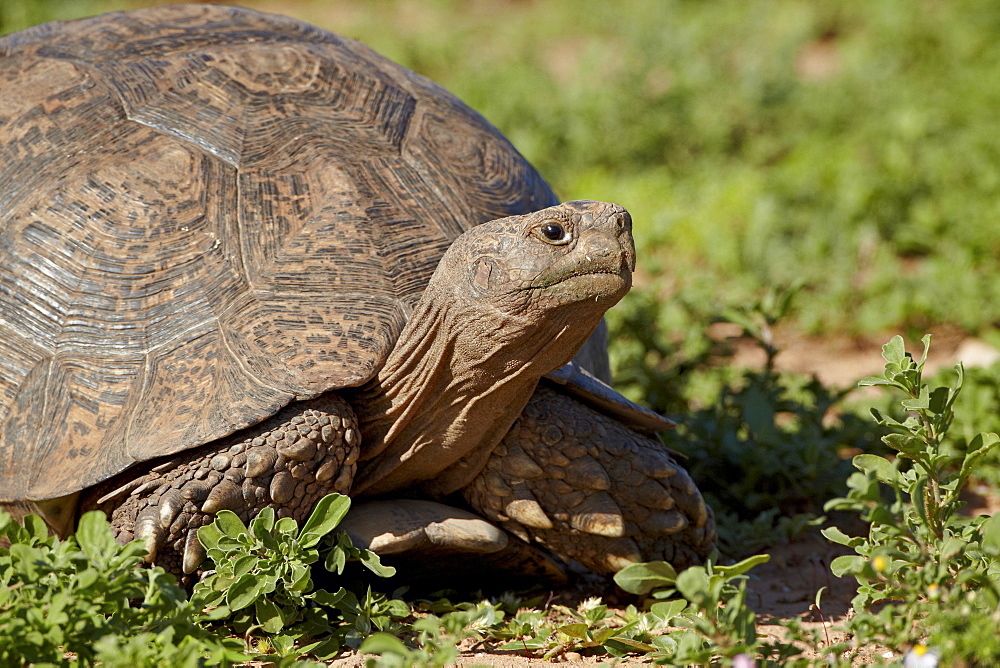 Leopard tortoise (Geochelone pardalis), Addo Elephant National Park, South Africa, Africa