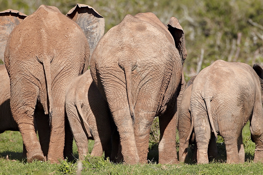 Group of African elephant (Loxodonta africana) from the rear, Addo Elephant National Park, South Africa, Africa