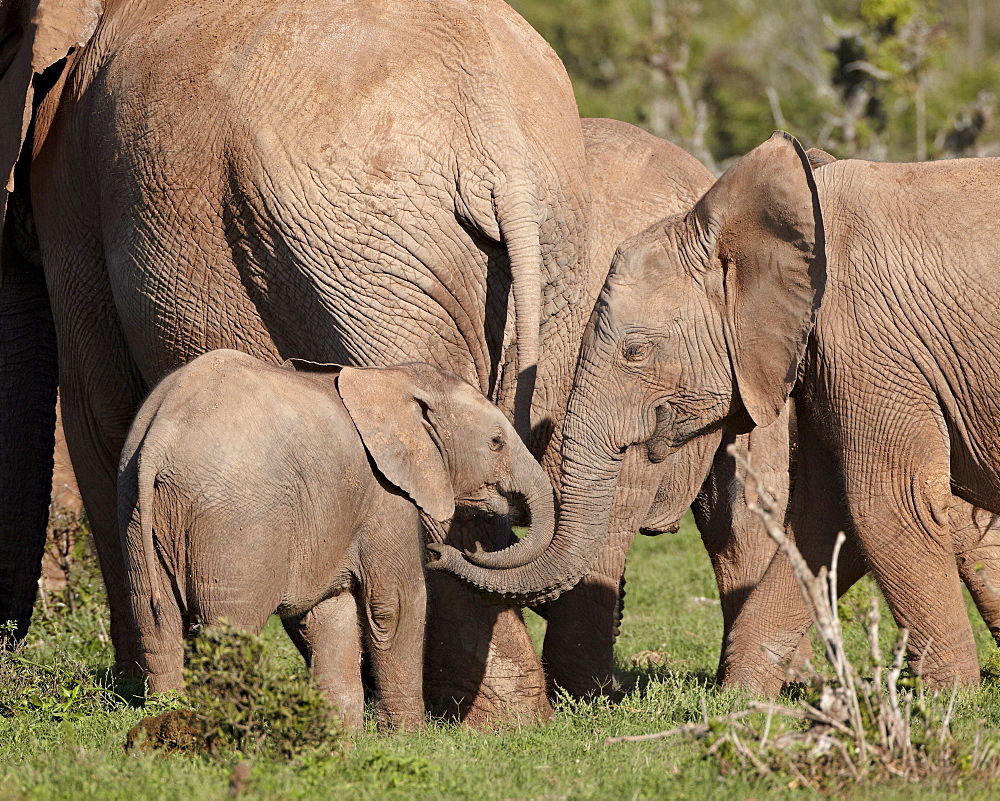 Group of African elephant (Loxodonta africana) including young, Addo Elephant National Park, South Africa, Africa