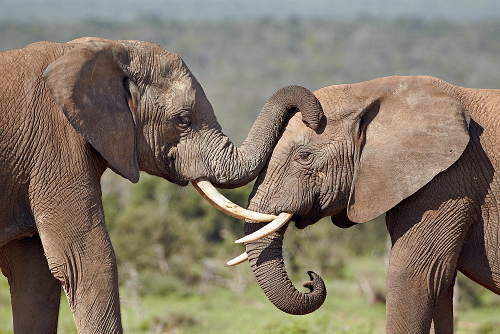 Two African elephant (Loxodonta africana), Addo Elephant National Park, South Africa, Africa