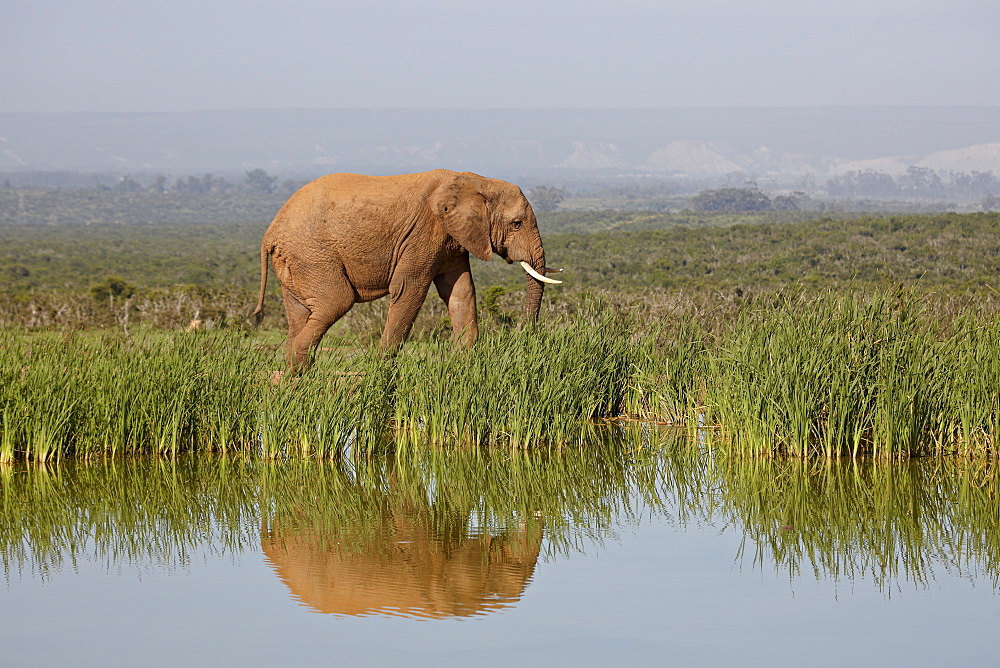 African elephant (Loxodonta africana), Addo Elephant National Park, South Africa, Africa