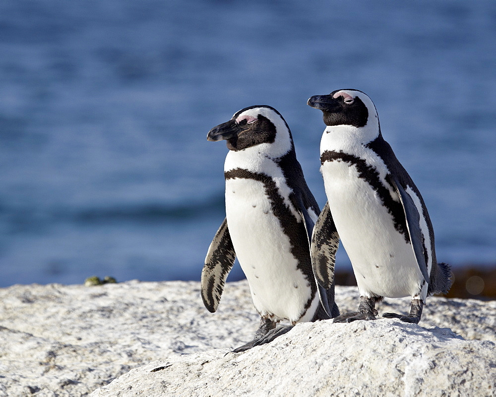 Two African penguins (Spheniscus demersus), Simon's Town, South Africa, Africa