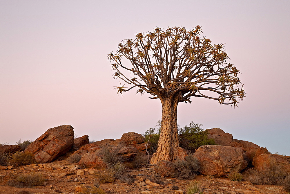 Quiver tree (Kokerboom) (Aloe dichotoma) at dawn, Namakwa, Namaqualand, South Africa, Africa