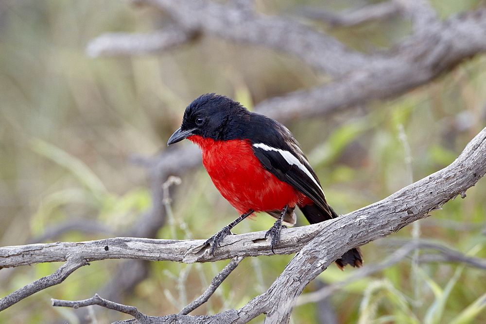 Crimson-breasted boubou (crimson-breasted shrike) (Laniarius atrococcineus), Kgalagadi Transfrontier Park, encompassing the former Kalahari Gemsbok National Park, South Africa, Africa