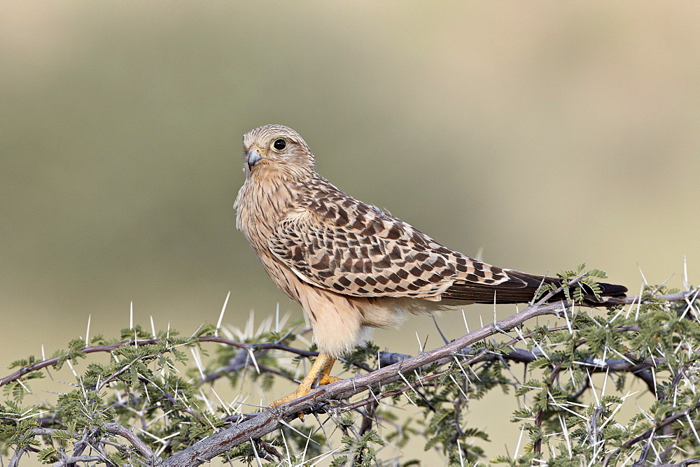 Immature greater kestrel (white-eyed kestrel) (Falco rupicoloides), Kgalagadi Transfrontier Park, encompassing the former Kalahari Gemsbok National Park, South Africa, Africa