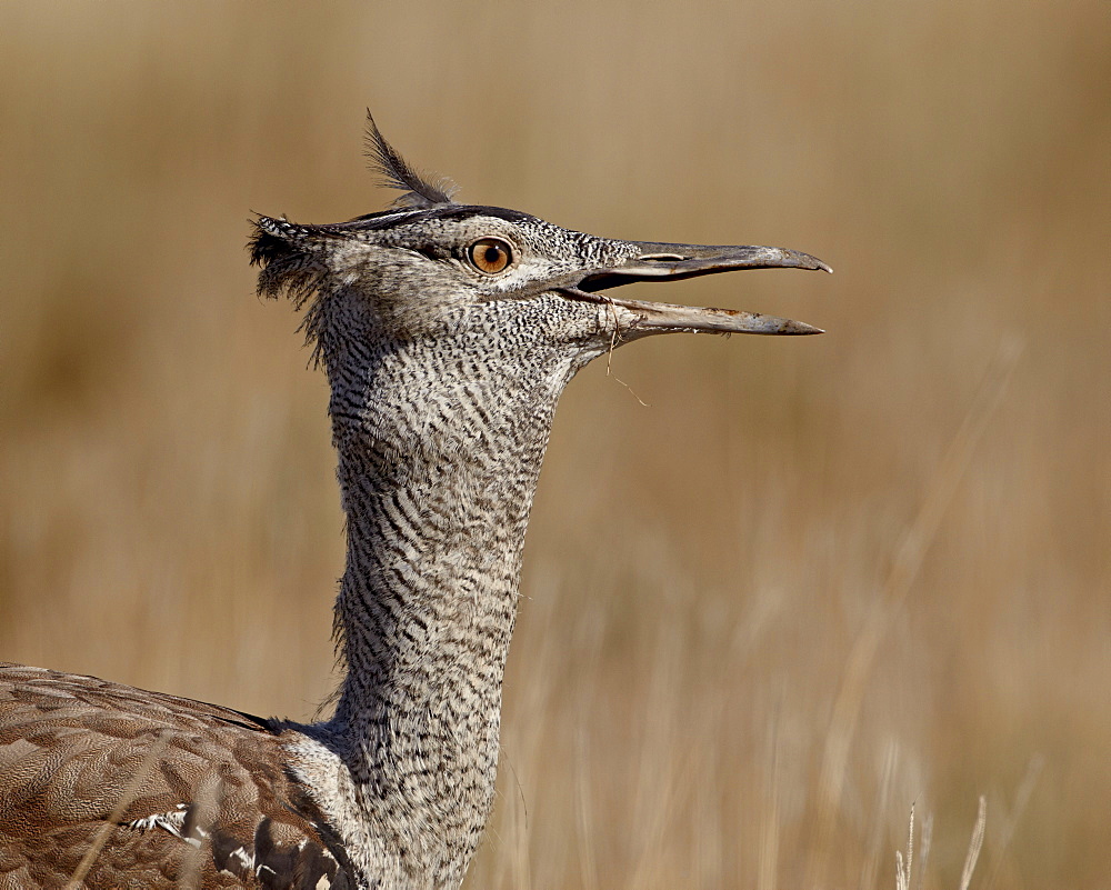 Kori bustard (Ardeotis kori), Kgalagadi Transfrontier Park, encompassing the former Kalahari Gemsbok National Park, South Africa, Africa