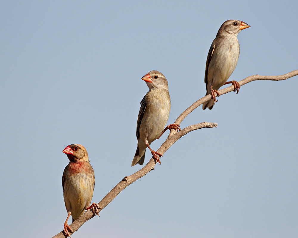 Three red-billed quelea (Quelea quelea), Kgalagadi Transfrontier Park, encompassing the former Kalahari Gemsbok National Park, South Africa, Africa