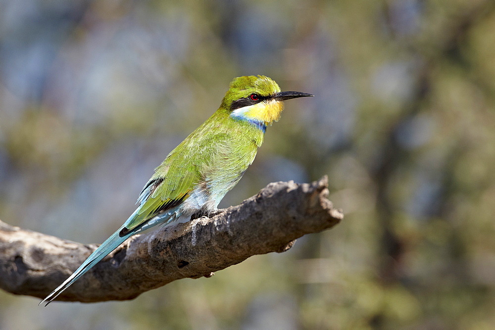 Swallow-tailed bee-eater (Merops hirundineus), Kgalagadi Transfrontier Park, encompassing the former Kalahari Gemsbok National Park, South Africa, Africa