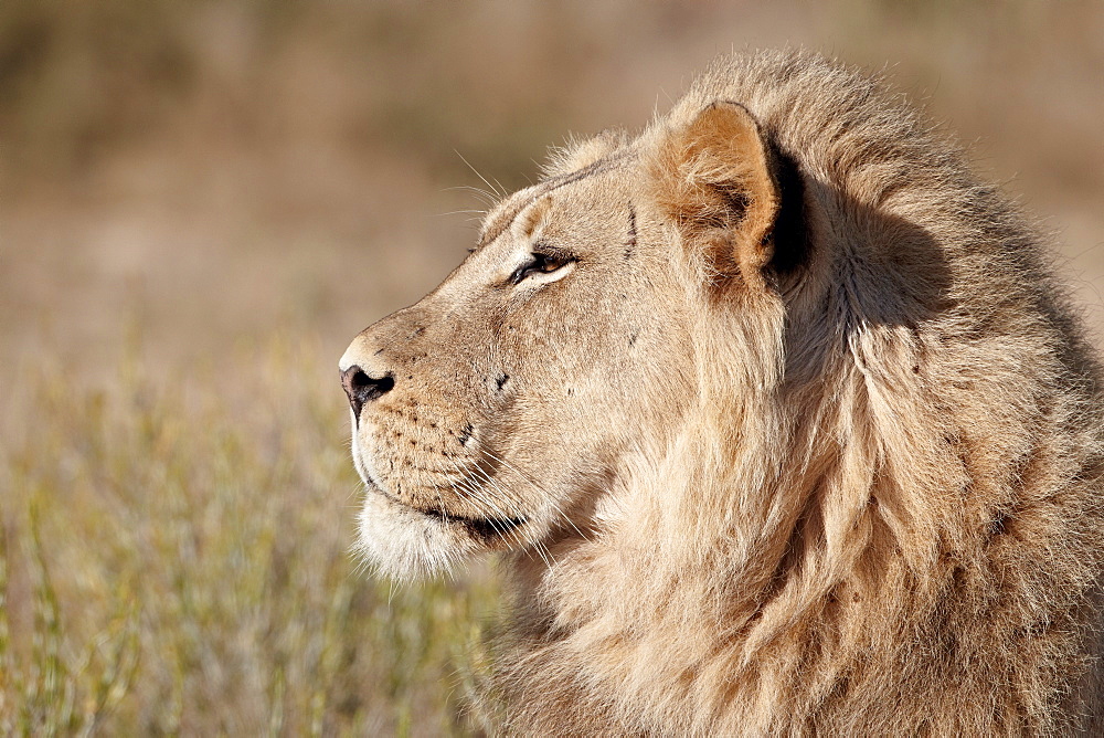 Lion (Panthera leo), Kgalagadi Transfrontier Park, encompassing the former Kalahari Gemsbok National Park, South Africa, Africa