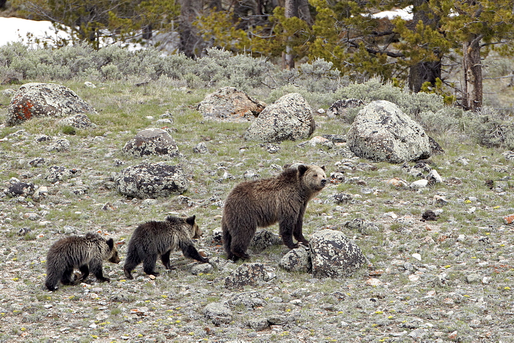 Grizzly bear (Ursus arctos horribilis) sow with two yearling cubs, Yellowstone National Park, UNESCO World Heritage Site, Wyoming, United States of America, North America