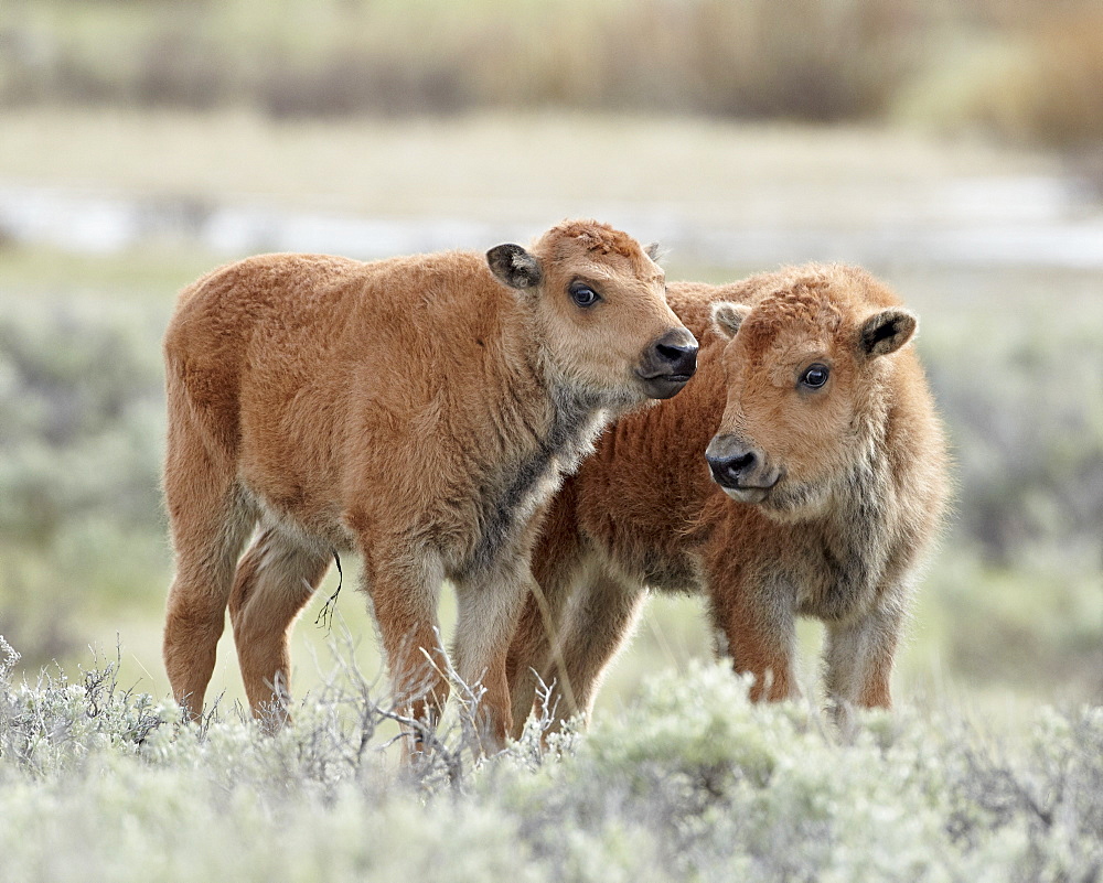 Two bison (Bison bison) calves, Yellowstone National Park, UNESCO World Heritage Site, Wyoming, United States of America, North America