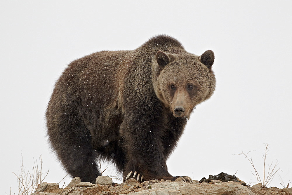 Grizzly bear (Ursus arctos horribilis), Yellowstone National Park, UNESCO World Heritage Site, Wyoming, United States of America, North America