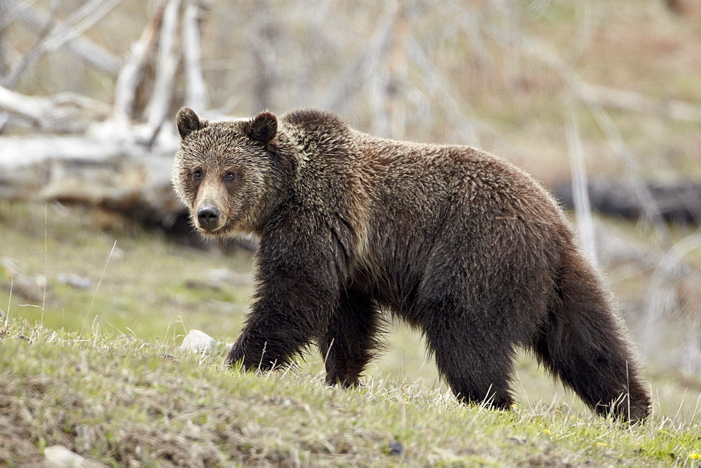 Grizzly bear (Ursus arctos horribilis), Yellowstone National Park, UNESCO World Heritage Site, Wyoming, United States of America, North America