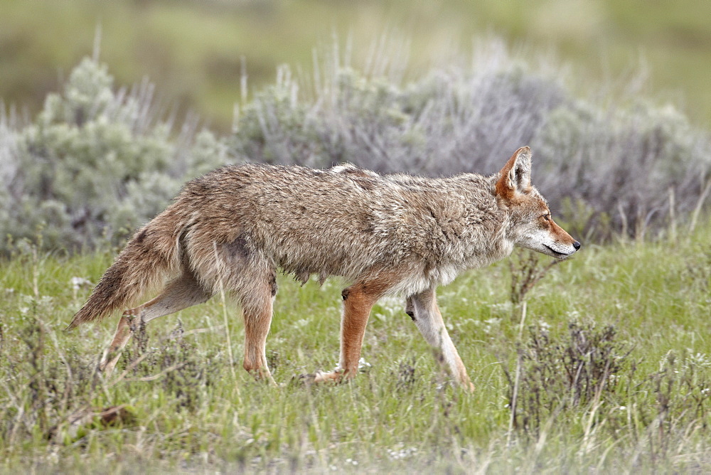 Coyote (Canis latrans), Yellowstone National Park, UNESCO World Heritage Site, Wyoming, United States of America, North America