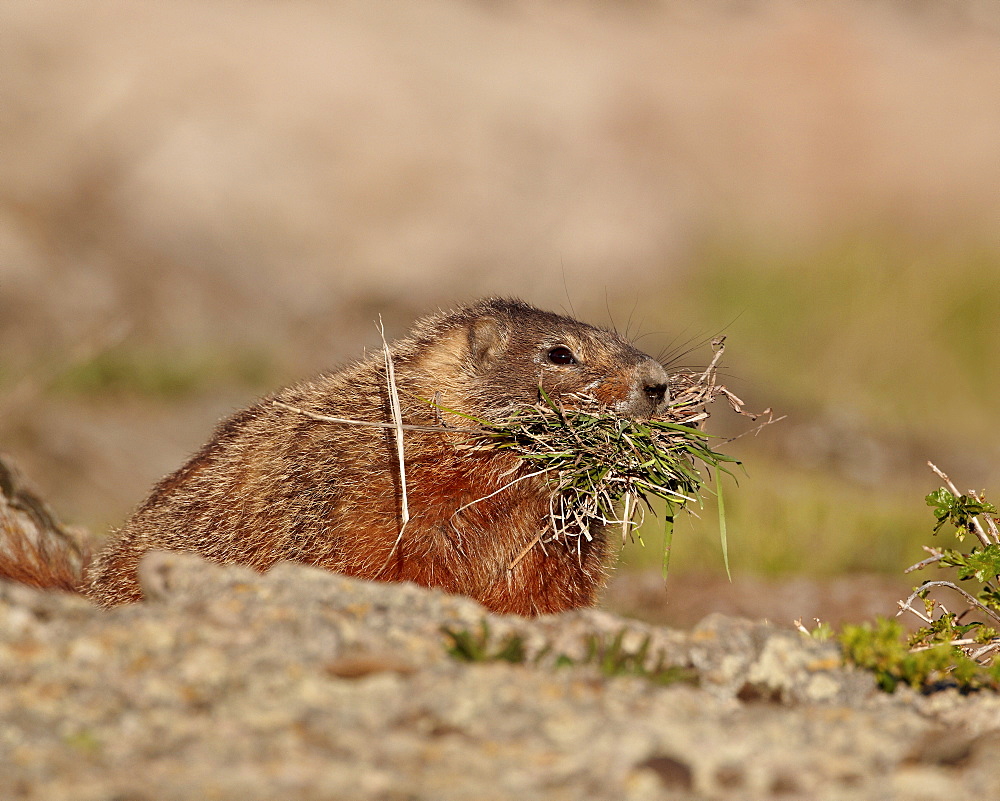 Yellow-bellied marmot (yellowbelly marmot) (Marmota flaviventris) with nesting material, Yellowstone National Park, Wyoming, United States of America, North America