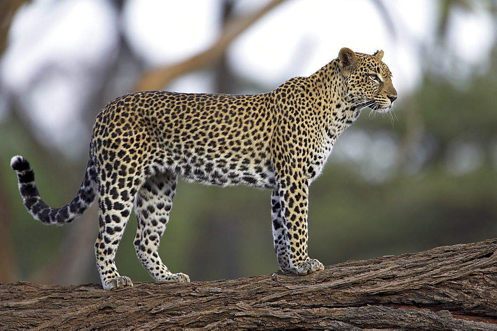 Leopard (Panthera pardus) standing on log, Samburu Game Reserve, Kenya, East Africa, Africa