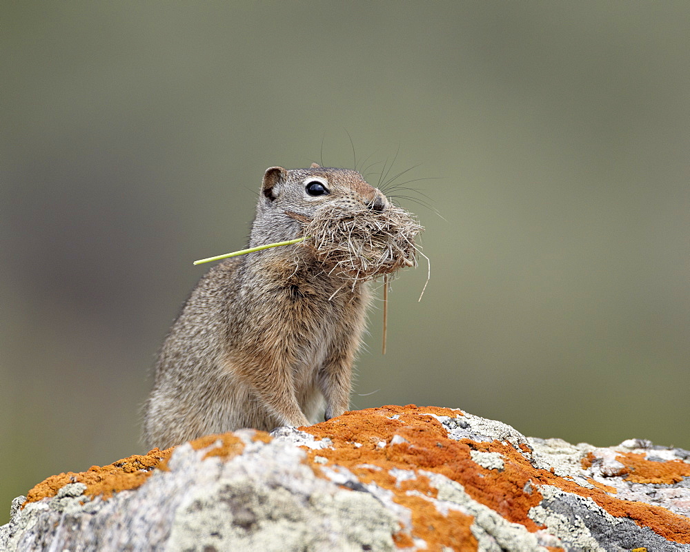 Uinta ground squirrel (Urocitellus armatus) with nesting material, Yellowstone National Park, Wyoming, United States of America, North America