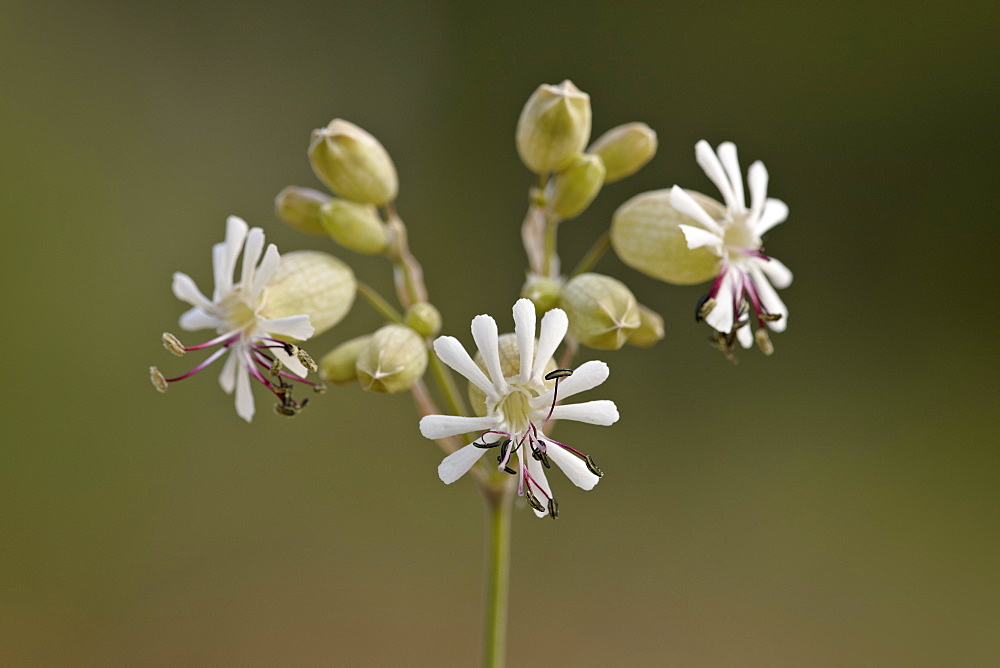 Bladder campion (Silene vulgaris), Waterton Lakes National Park, Alberta, Canada, North America