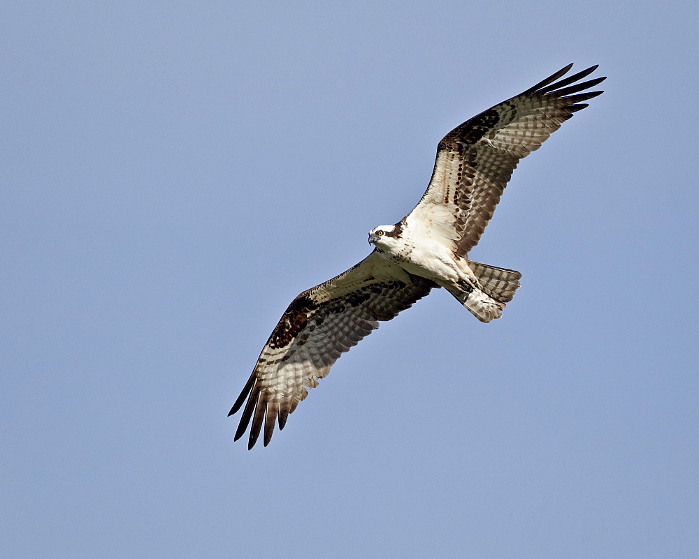 Osprey (Pandion haliaetus) in flight, Lemhi County, Idaho, United States of America, North America