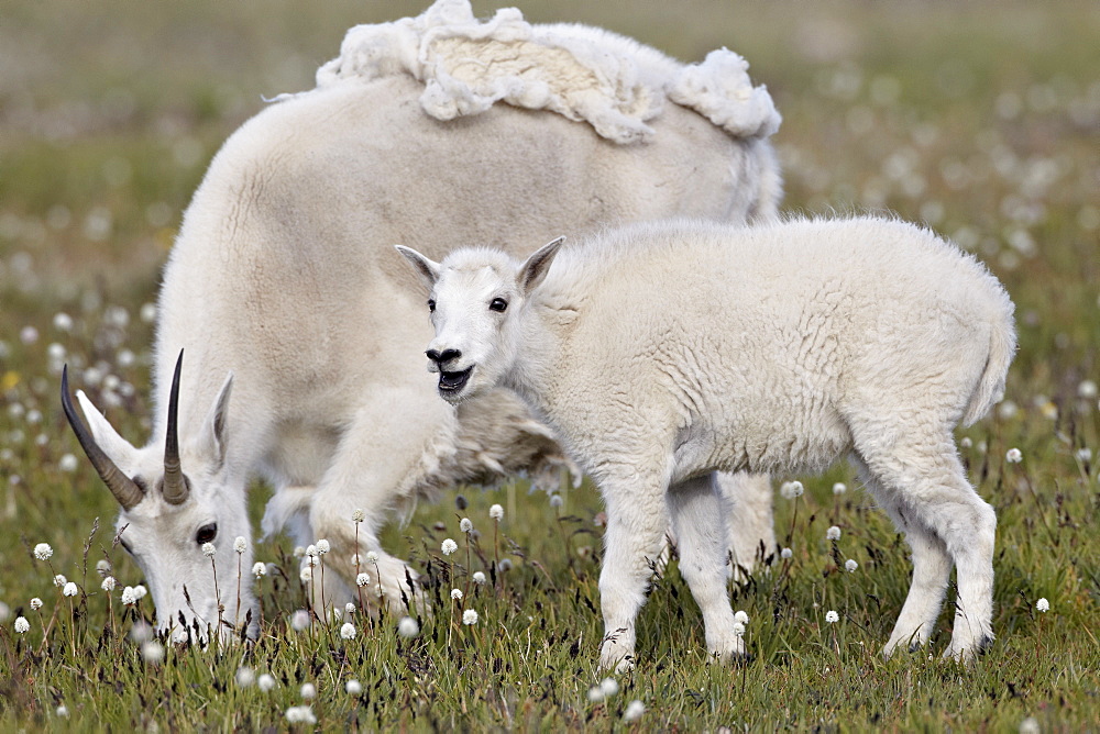 Mountain goat (Oreamnos americanus) nanny and kid in the spring, Shoshone National Forest, Wyoming, United States of America, North America