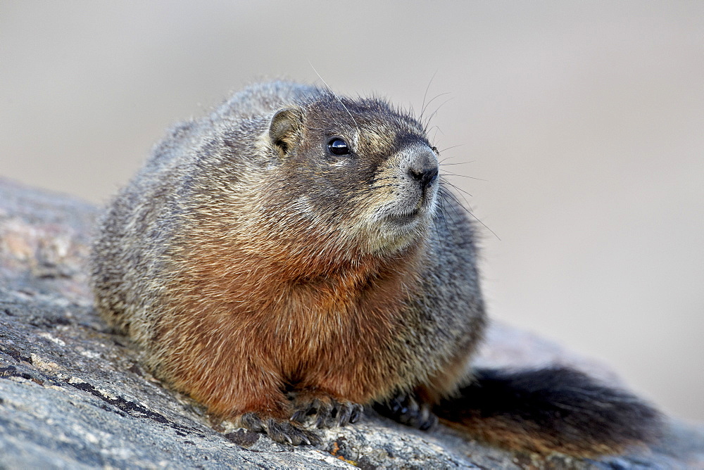 Yellow-bellied marmot (yellowbelly marmot) (Marmota flaviventris), Shoshone National Forest, Wyoming, United States of America, North America