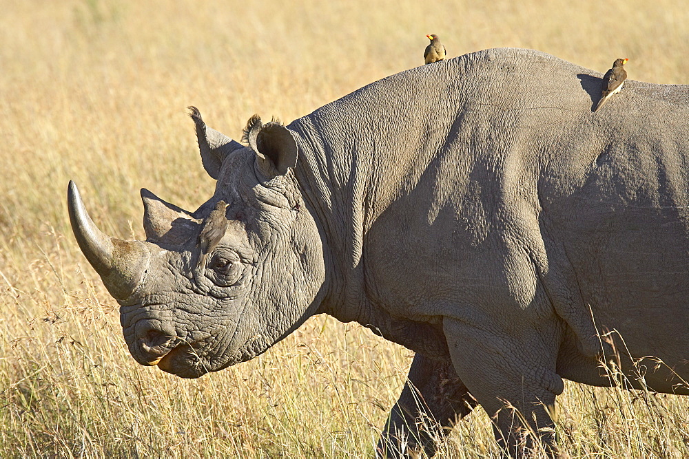 Black rhinoceros or hook-lipped rhinoceros (Diceros bicornis) with yellow-billed oxpecker (Buphagus africanus), Masai Mara National Reserve, Kenya, East Africa, Africa