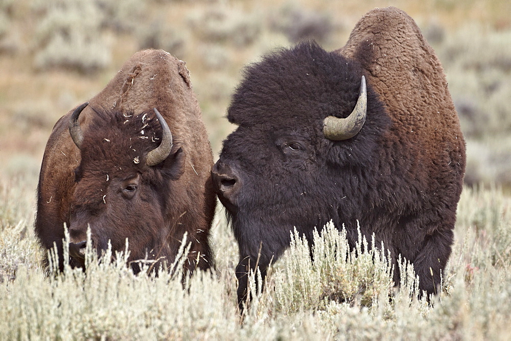 Bison (Bison bison) bull and cow, Yellowstone National Park, Wyoming, United States of America, North America