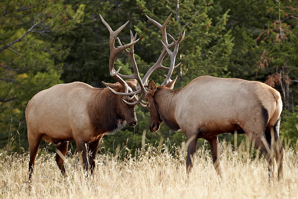 Two bull elk (Cervus canadensis) sparring during the rut, Jasper National Park, Alberta, Canada, North America