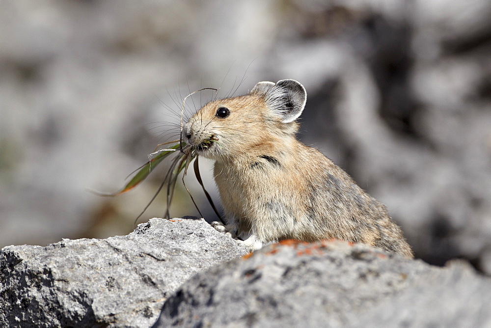 American pika (Ochotona princeps) with food, Jasper National Park, Alberta, Canada, North America