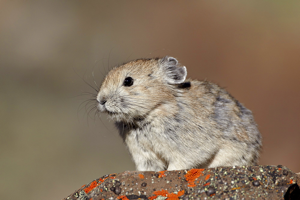 American pika (Ochotona princeps), Peter Lougheed Provincial Park, Kananaskis Country, Alberta, Canada, North America