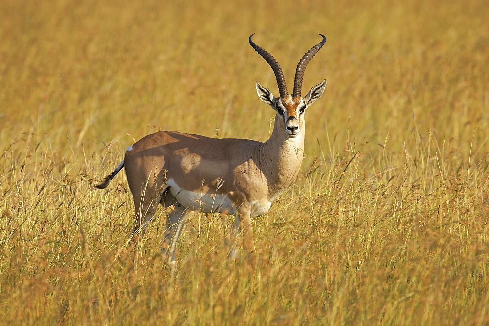 Male Grant's gazelle (Gazella granti), Masai Mara National Reserve, Kenya, East Africa, Africa