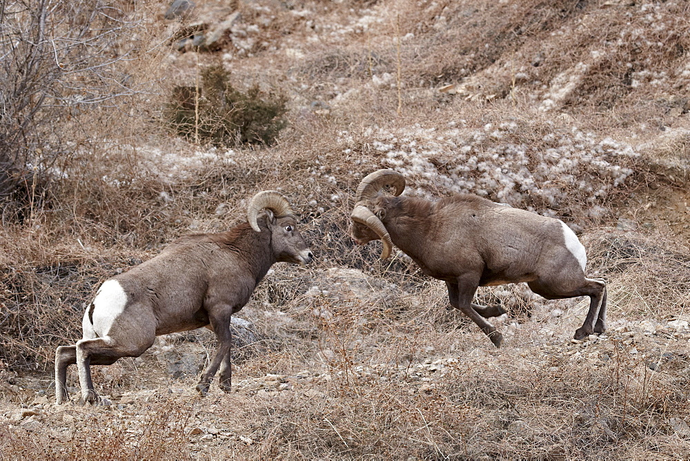 Two bighorn sheep (Ovis canadensis) rams butting heads during the rut, Clear Creek County, Colorado, United States of America, North America